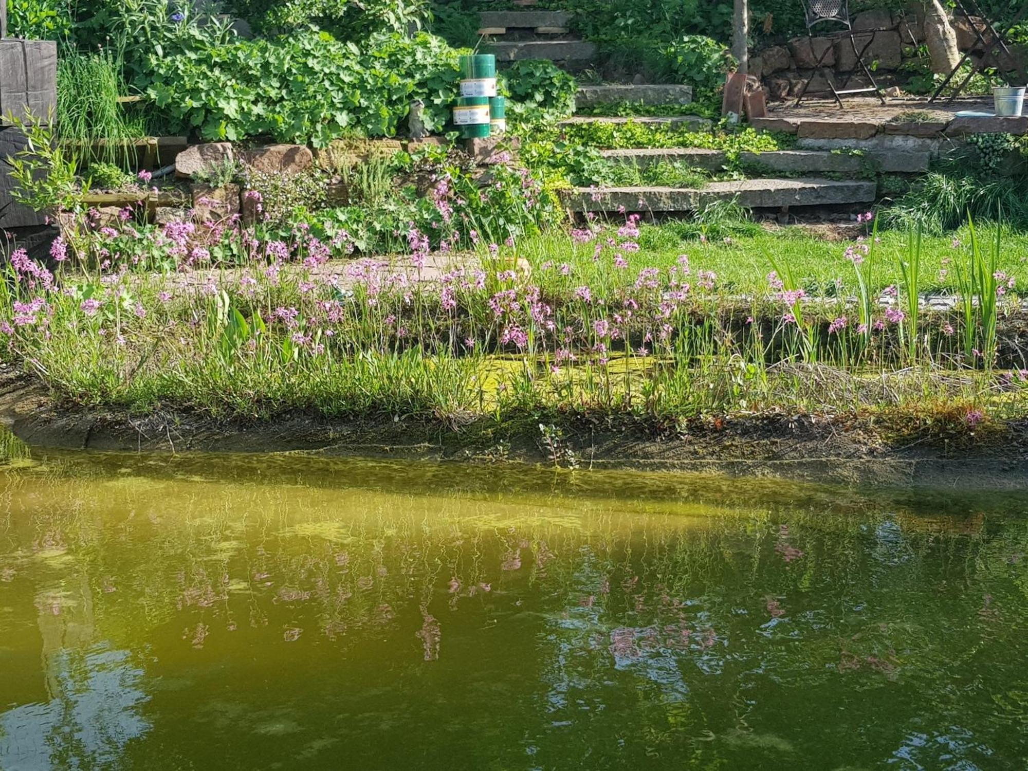 Wohnung Mit Sauna, Garten & Schwimmteich Битигхайм-Биссинген Экстерьер фото